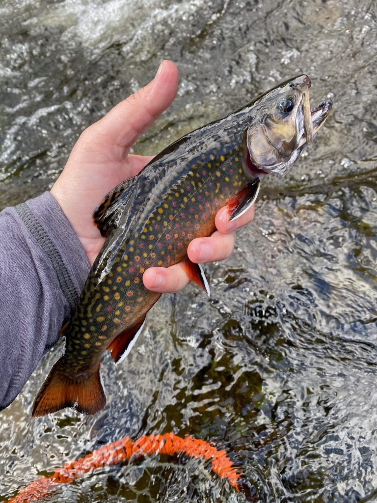 Starter Fly Package - Trout - Beadhead Fishing Co.